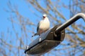 Black headed seagull pole Royalty Free Stock Photo