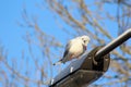 Black headed seagull pole Royalty Free Stock Photo