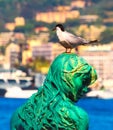 Black headed seagull at Port Pierre Canto in Cannes Royalty Free Stock Photo