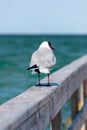 Black-headed seagull walking on a wooden handrail Royalty Free Stock Photo