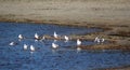 Black headed seagulls on the beach Royalty Free Stock Photo