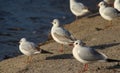 Black headed seagulls on the beach Royalty Free Stock Photo