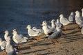 Black headed seagulls on the beach Royalty Free Stock Photo