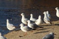 Black headed seagulls on the beach Royalty Free Stock Photo