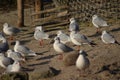 Black headed seagulls on the beach Royalty Free Stock Photo