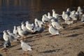 Black headed seagulls on the beach Royalty Free Stock Photo