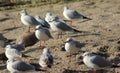 Black headed seagulls on the beach Royalty Free Stock Photo