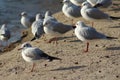 Black headed seagulls on the beach Royalty Free Stock Photo