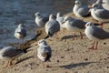 Black headed seagulls on the beach Royalty Free Stock Photo