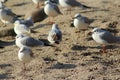 Black headed seagulls on the beach Royalty Free Stock Photo