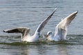 Black headed seagulls diving into lake water for bread Royalty Free Stock Photo