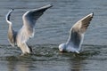 Black headed seagulls diving into lake water for bread Royalty Free Stock Photo