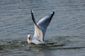 Black headed seagulls diving into lake water for bread Royalty Free Stock Photo