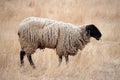 Black Headed Sheep Royalty Free Stock Photo
