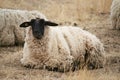 Black Headed Sheep Royalty Free Stock Photo