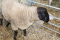 Black headed sheep in the barn of the farm Royalty Free Stock Photo