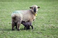 Black headed sheep in green meadow with drinking lambs Royalty Free Stock Photo