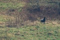 Black headed sheep in pasture Royalty Free Stock Photo