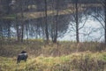 Black headed sheep in pasture Royalty Free Stock Photo