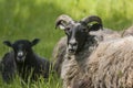 Black-headed sheep resting and ruminating Royalty Free Stock Photo