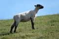 Black headed sheep standing on a dyke Royalty Free Stock Photo