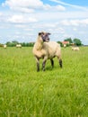 Black headed sheep turns its head Royalty Free Stock Photo