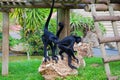 Black headed spider monkey . Ateles fusciceps Royalty Free Stock Photo