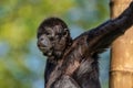 The black-headed spider monkey, Ateles fusciceps is a species of spider monkey Royalty Free Stock Photo