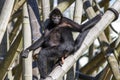 The black-headed spider monkey, Ateles fusciceps is a species of spider monkey Royalty Free Stock Photo