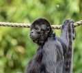 The black-headed spider monkey, Ateles fusciceps is a species of spider monkey Royalty Free Stock Photo