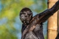 The black-headed spider monkey, Ateles fusciceps is a species of spider monkey Royalty Free Stock Photo