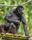 The black-headed spider monkey, Ateles fusciceps is a species of spider monkey Royalty Free Stock Photo