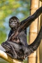 The black-headed spider monkey, Ateles fusciceps is a species of spider monkey Royalty Free Stock Photo