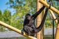 The black-headed spider monkey, Ateles fusciceps is a species of spider monkey Royalty Free Stock Photo