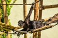 The black-headed spider monkey, Ateles fusciceps is a species of spider monkey Royalty Free Stock Photo