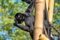 The black-headed spider monkey, Ateles fusciceps is a species of spider monkey Royalty Free Stock Photo