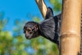 The black-headed spider monkey, Ateles fusciceps is a species of spider monkey Royalty Free Stock Photo