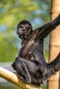 The black-headed spider monkey, Ateles fusciceps is a species of spider monkey Royalty Free Stock Photo