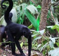 Black headed spider monkey