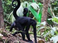 Black headed spider monkey