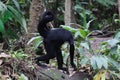 Black headed spider monkey