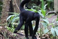 Black headed spider monkey