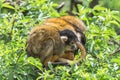 Black-headed Squirrel Monkey Royalty Free Stock Photo