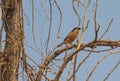 Black headed starling bird, Royalty Free Stock Photo