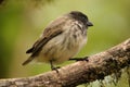 Black Headed Tree Finch - Galapagos