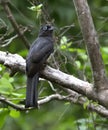 Black-headed Trogon Trogon melanocephalus Royalty Free Stock Photo