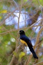Black-headed Trogon  840435 Royalty Free Stock Photo