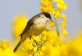 Black headed wagtail