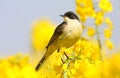 Black headed wagtail (motacilla flava)