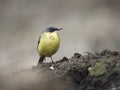 Black-headed wagtail, Motacilla flava feldegg Royalty Free Stock Photo